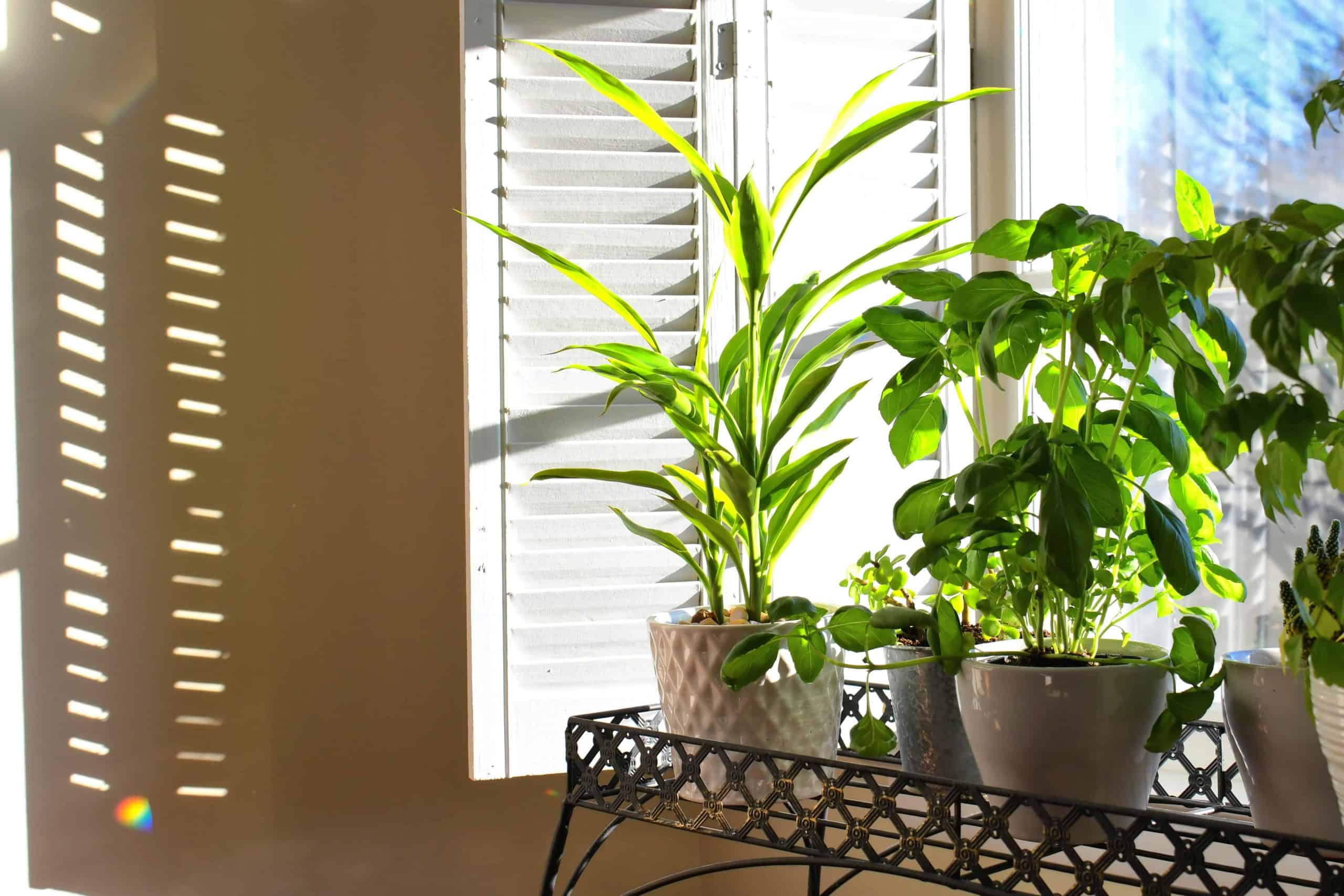 Premium Plantation Shutters